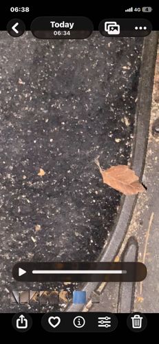 Tussock Moth Caterpillar (likely Sycamore Tussock Moth)