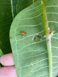 Small Milkweed Bug