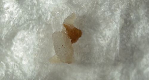 Indianmeal Moth (Larva/Pupa stages)