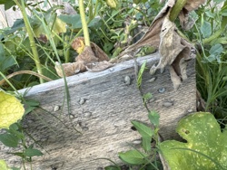 Woodlice, Sowbugs, or Pillbugs