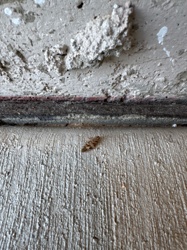 Case-bearing Clothes Moth (larva)