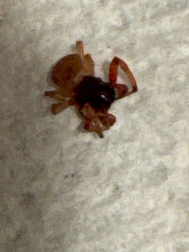 Ground Spider (likely a Corinnidae or Gnaphosidae species based on appearance, though specific identification is challenging from the image)