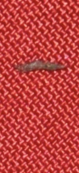Case-bearing Clothes Moth larva