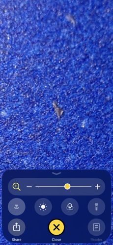 Grain Weaver Moth (or Flour Moth)