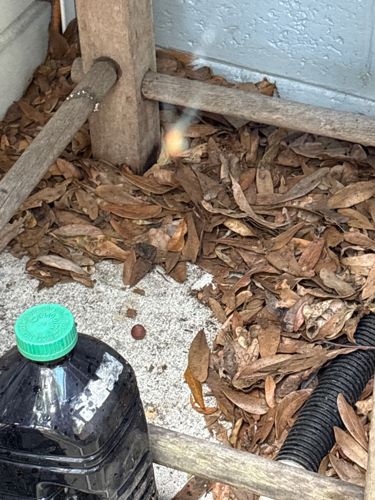 Brown Widow Spider (Egg Sac)