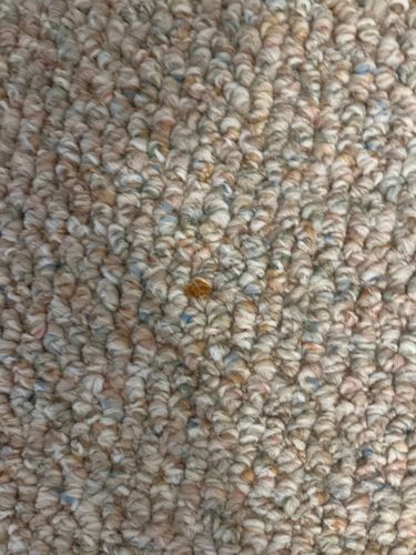 Carpet Beetle (likely Varied Carpet Beetle or Black Carpet Beetle)