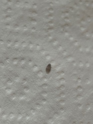 Larder Beetle Larva (or similar Dermestid beetle larva)