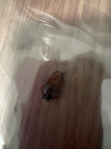 American Cockroach Nymph