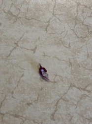 Unidentifiable insect remains/debris