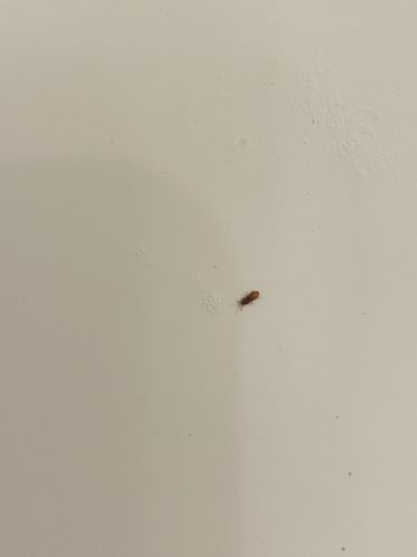 Sawtoothed Grain Beetle