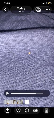 Bed Bug (Nymph)
