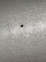 Carpet Beetle (likely Black Carpet Beetle or Varied Carpet Beetle based on common indoor presence)