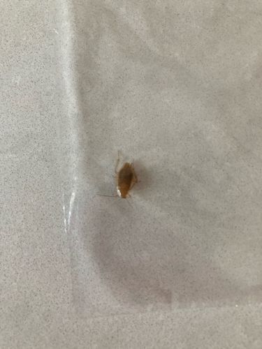 German Cockroach