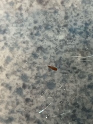 Fungus Gnat