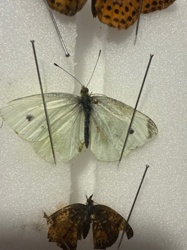 Cabbage White Butterfly