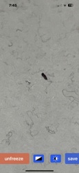 Carpet Beetle (larva)