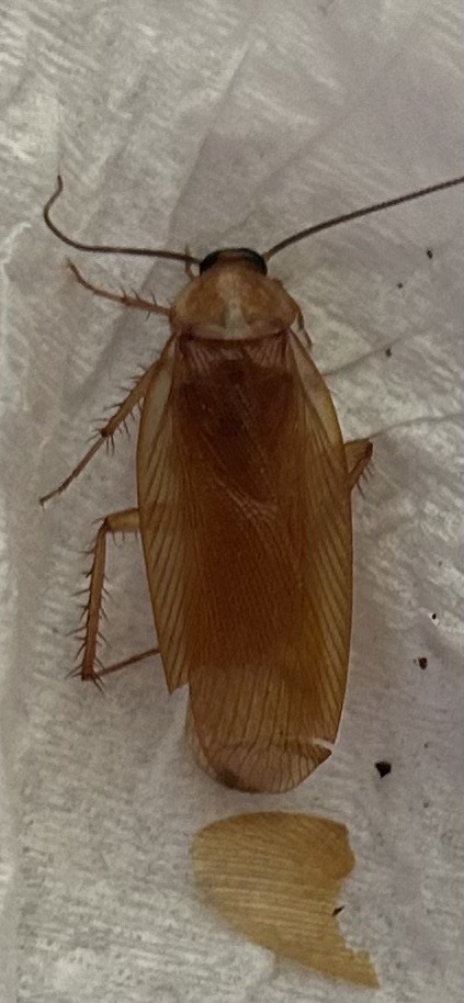 German Cockroach