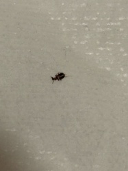 Confused Flour Beetle