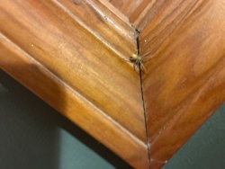 Yellow Sac Spider