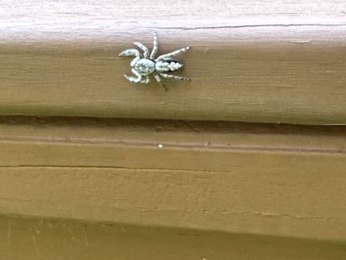 Jumping spider