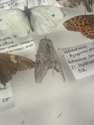 Cabbage White Butterfly (pinned specimen)