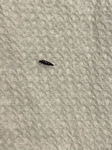 Thrips