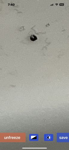 No identifiable insect