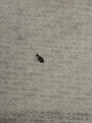 Dermestid Beetle (likely a species of Carpet Beetle or Larder Beetle)