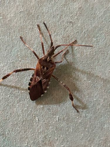 Leaf-footed Bug