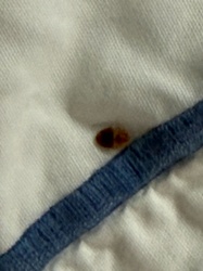 Bed Bug