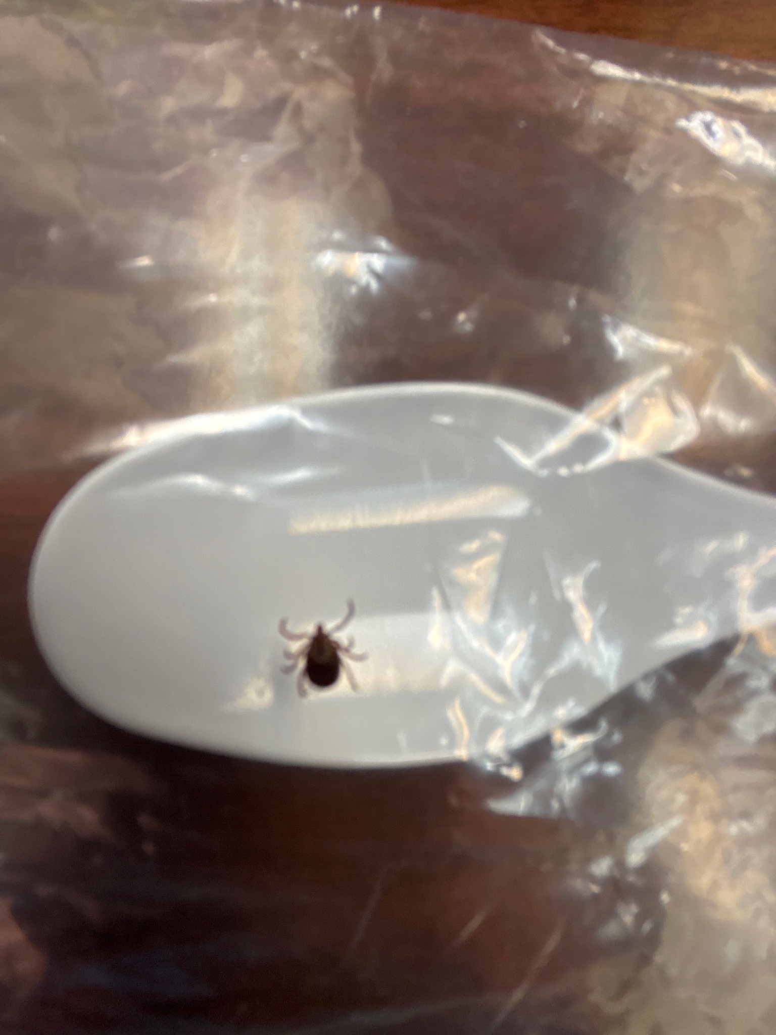 American Dog Tick
