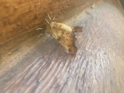 Angle Shades Moth