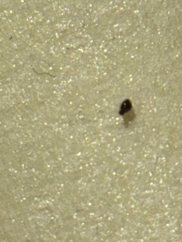 Carpet Beetle Larva (likely Black Carpet Beetle or Varied Carpet Beetle)