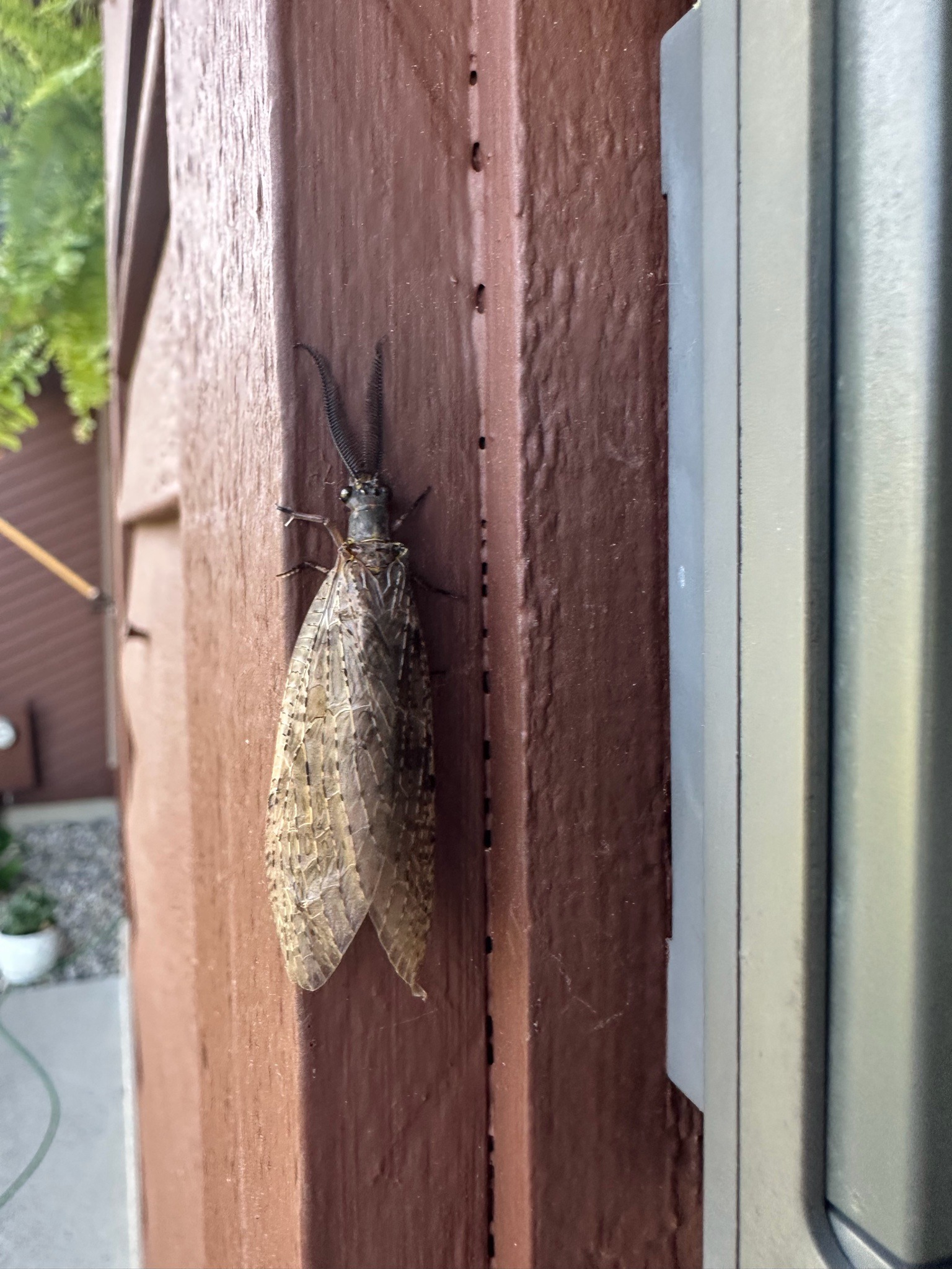 Eastern Dobsonfly