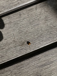 Ladybug (or Ladybird beetle)
