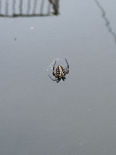 Marbled Orb-weaver