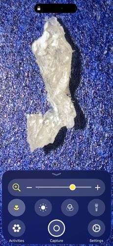 Unknown (Possible inanimate debris)