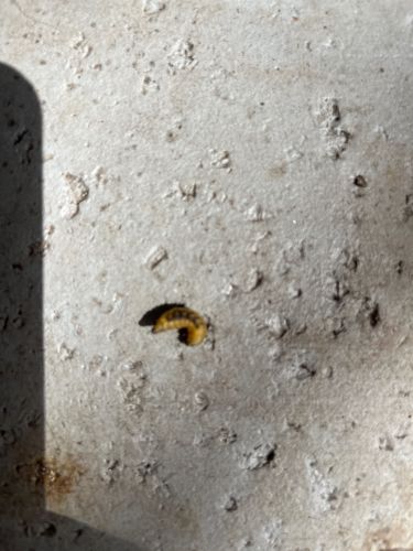 White Grub (possibly June Beetle or May Beetle larva)