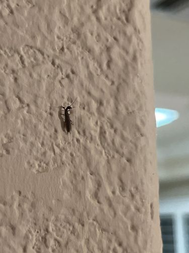 Antlion adult (or possibly a similar lacewing)