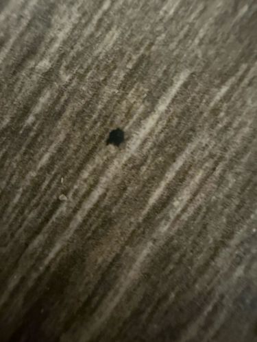 Carpet Beetle