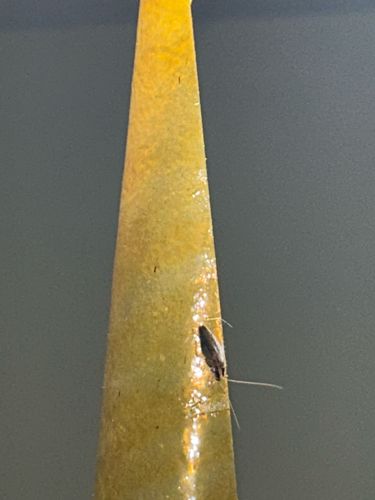 Fungus Gnat