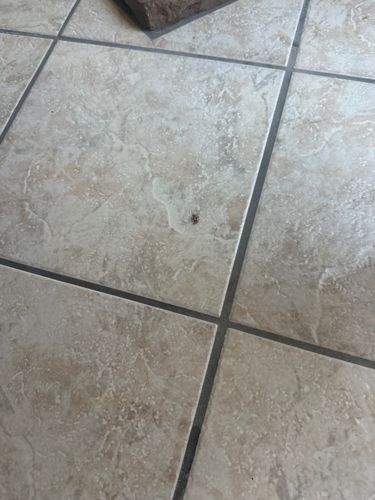 Carpet Beetle (likely Varied Carpet Beetle or Black Carpet Beetle)