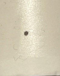 Carpet beetle (likely larval stage or a very small adult)