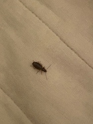 Ground Beetle