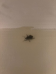 Cockroach (likely American, Oriental, or German Cockroach based on shape, though difficult to tell specifics from blur)