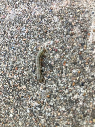 Inchworm (Geometer Moth Larva)