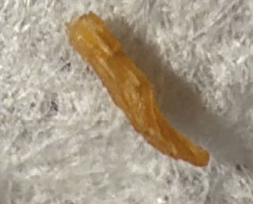 It is unlikely this is a bug; it resembles a dried food scrap