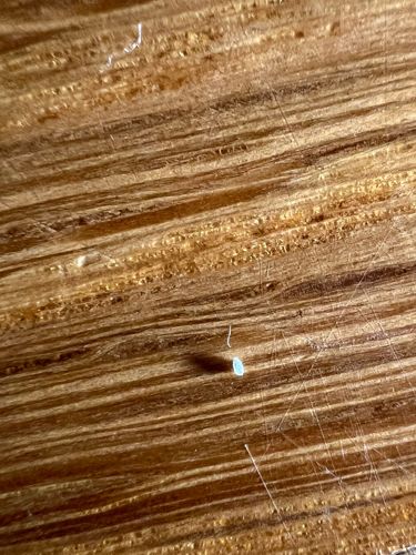 It is not possible to identify the insect from the image provided, as it appears to be a speck of dust or debris, not a recognizable insect.