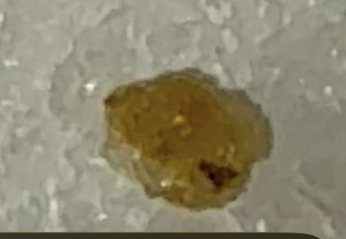 Household Casebearer (often specifically the Plaster Bagworm)