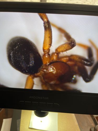 Broad-faced Sac Spider (possibly)